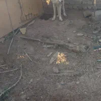 سگ ماچه الابای