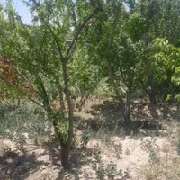 باغچه ۴۷۵متری چهاردیواری|فروش زمین و ملک کلنگی|رباط‌کریم, منجیل آباد|دیوار