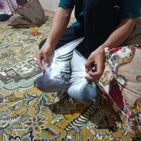 کبوتر جفت|پرنده|مینودشت, |دیوار