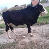 گاویا لیشه چالوسی|حیوانات مزرعه|رشت, حومه رشت|دیوار