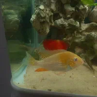 هکلی آلبینو|ماهی|شیراز, شیخ روزبهان|دیوار