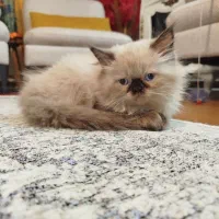 بچه گربه خاص|گربه|تهران, جوادیه تهرانپارس|دیوار