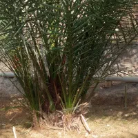 نخل سویدانی اصل|گل و گیاه طبیعی|شادگان, |دیوار