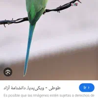 پرنده گم شده بخون|حیوانات|تبریز, |دیوار