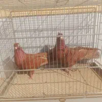 صرب تسو نروماده