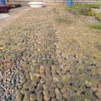 فروش ویژه کاکتوس به مدت محدود