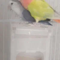 جفت طوطی برزیلی