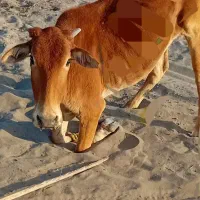 فروس|حیوانات مزرعه|چاه داد خدا, |دیوار