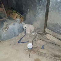 سگ پاکوتا|سگ|لردگان, |دیوار