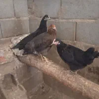 فریحا محلی کاکلی