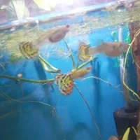 ماهی رمبو شارک و گوپی و حلزون سیب