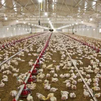 نیازمند مرغداری ۱۰ الی ۲۰