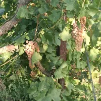 500 متر باغ انگور قطره ای سندتکبرگ|فروش دفتر صنعتی، کشاورزی، تجاری|محمدشهر, محمدشهر|دیوار