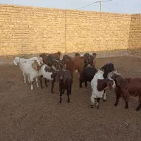 9راس بزغاله نر چاق|حیوانات مزرعه|رشتخوار, |دیوار