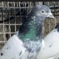 کبوتر فراری گمشده