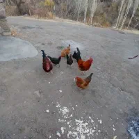 فروش مرغ و خروس