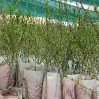 نهالستان میوه و بادام گلدانی مقاوم به سرما