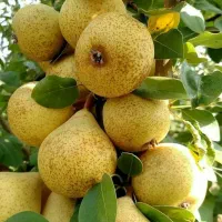 تنوع کامل ارقام نهال میوه از گرمسیری تا سردسیری