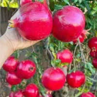 نهال انار بی هسته