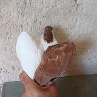راست سرخ کلاغ دمسفید