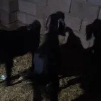 فروش دو عدد تروشت|حیوانات مزرعه|بمپور, |دیوار