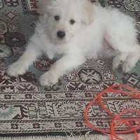 واگذاری سگ|سگ|اهواز, امانیه|دیوار