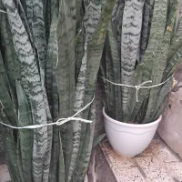 گیاه سانسوریا  یا شمشیری