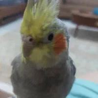 گمشده