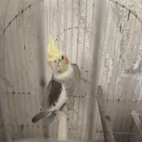 عروس هلندی|پرنده|محمدشهر, همایون ویلا|دیوار