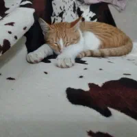 گربه نر