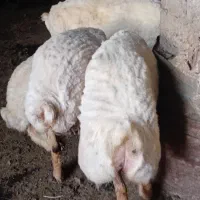فروش میش بره و بز کهره