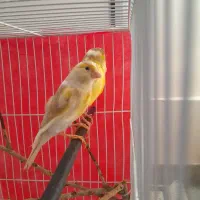 قناری جوفت رویی توخم|پرنده|مشهد, رباط طرق|دیوار