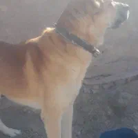 سگ گله به شرط|سگ|سبزوار, پاسداران|دیوار