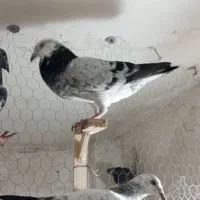 چتن دمبی آلمانی سار