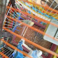 مرغ عشق|پرنده|ساوه, |دیوار