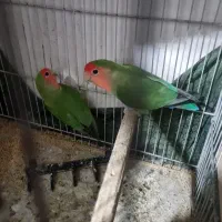 دو تا کتوله سالم و سرحال