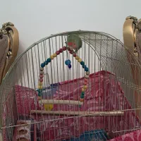 طوطی برزیلی