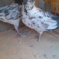 کفتر|پرنده|شاهرود, |دیوار