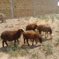 بره|حیوانات مزرعه|دورود, |دیوار