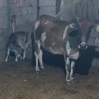 گاو و گوساله
