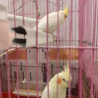 عروس هلندی دو عدد|پرنده|تهران, مسعودیه|دیوار