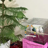 جفت عروس هلندی البینو و لوتینو