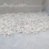 پشم بره (برنگن)