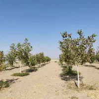 فروش باغ شهری 1000متری|فروش خانه و ویلا|مرودشت, نقش رستم|دیوار