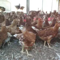 مجموعه پرورش مرغ تعداد بالا و جزیی