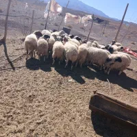 فروش ۲۰ راس میش بره