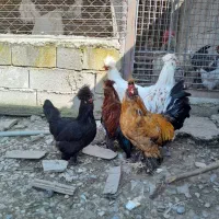 مرغ و خروس زینتی