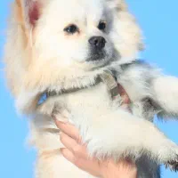 سگ پامرانین