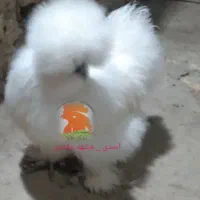 جوجه مرغ 1 روزه ( ابریشمی ، آیام سمانی )