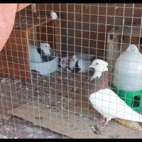 جفت طوقی مولد